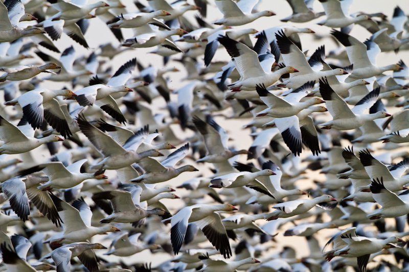 Snow Geese In Flight